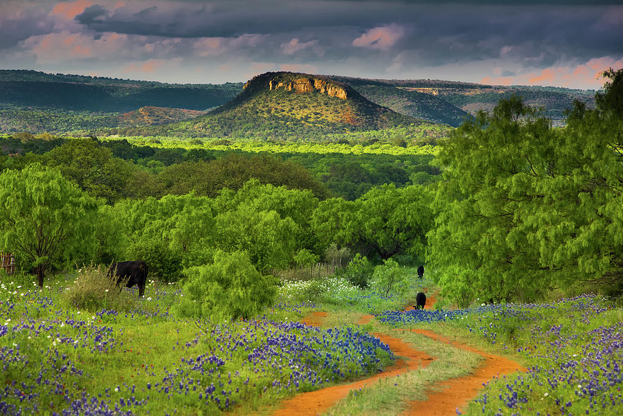A ranch road winding through bluebonnets under a North Texas sky